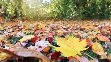 秋天公园里<strong>飘落</strong>的五颜六色的叶子。